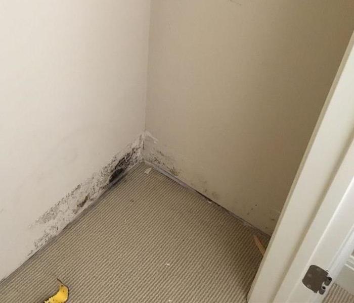 mold on wall in closet